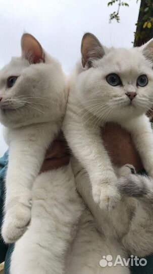 Британские котята короткошерстные