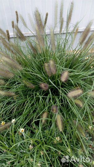 Пениссетум