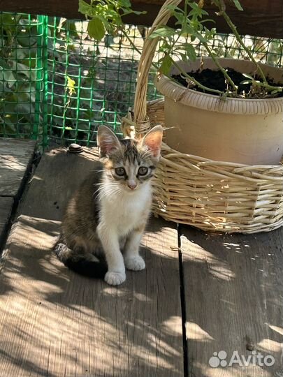 Отдам очаровательных котят