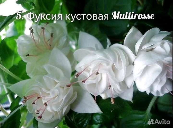 Фуксия Черенок Срез