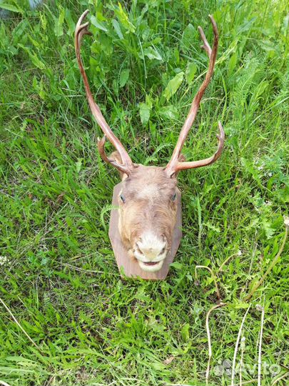 Чучело головы оленя