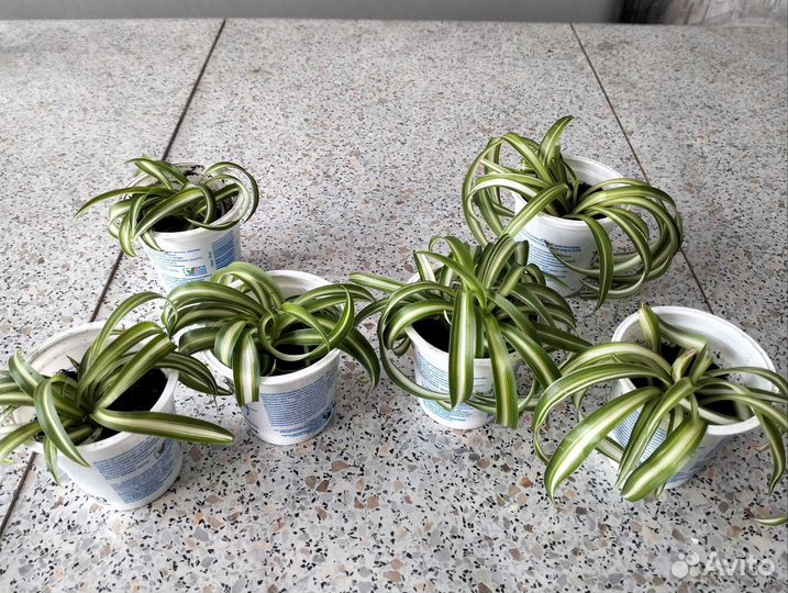 Хлорофитум кудрявый