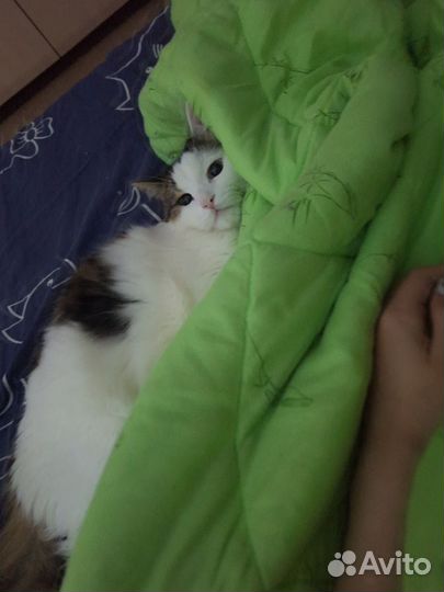 Котик в добрые руки