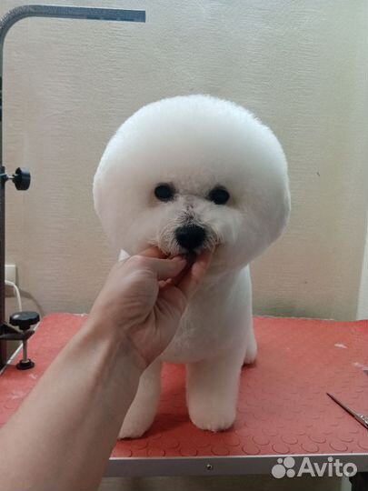 Груминг собак