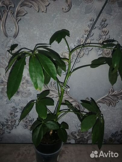 Шефлера, диффенбахия