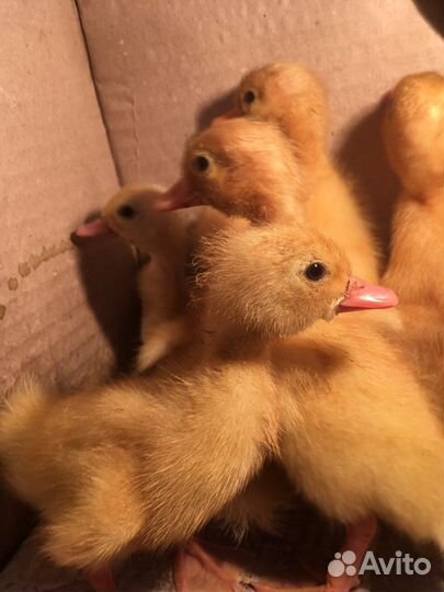 Утята 2-х недельные