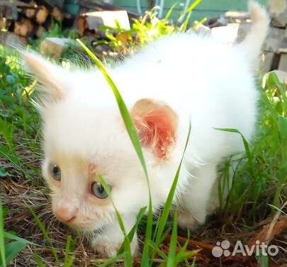 Не просто котятки