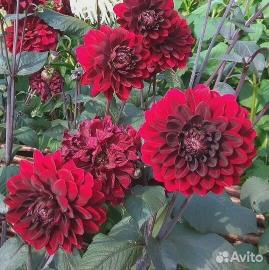 Цветы георгины