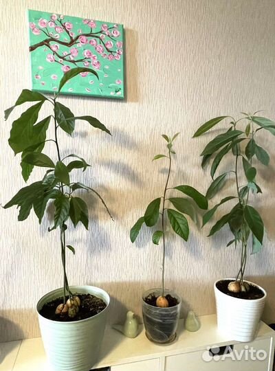 Авокадо, Пальма