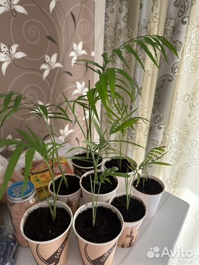 Пальма хамедорея