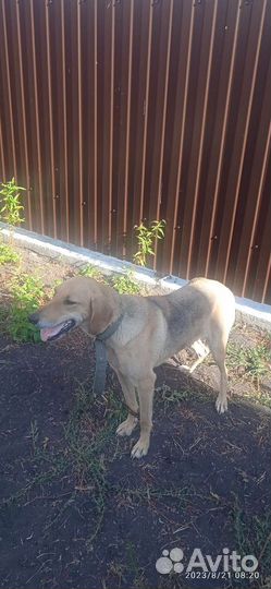 Русская гончая