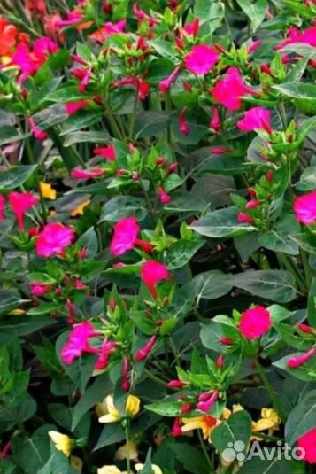 Мирабилис или ночная красавица, садовое, рассада