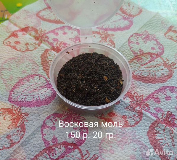 Восковая моль - для дыхательной системы организма