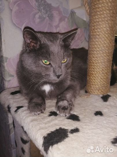 Котик Бакс