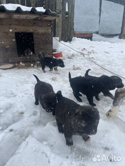 Щенок в добрые руки