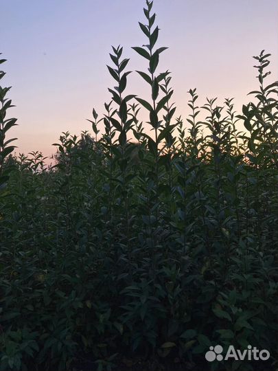 Живая Изгородь-Бирючина