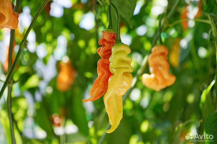 Острые перцы 6 сортов, семена