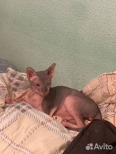 Канадский сфинкс