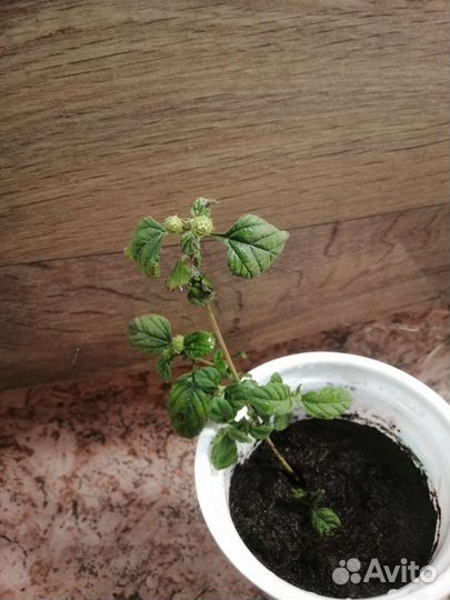 Липпия сладкая