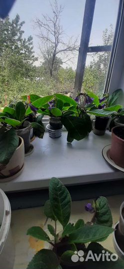 Глоксиния тидея