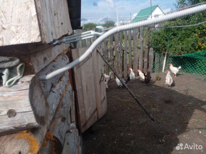 Куры несушки