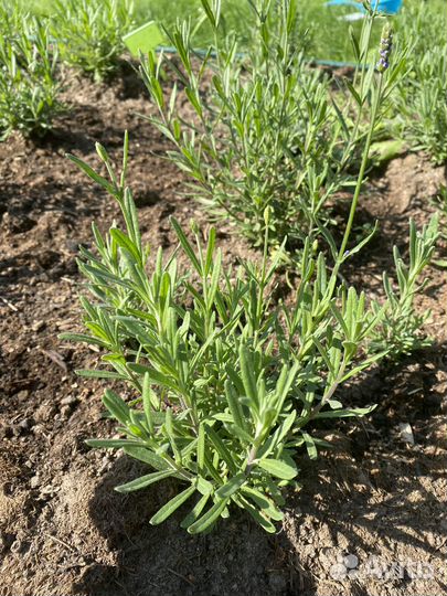 Лаванда узколистная