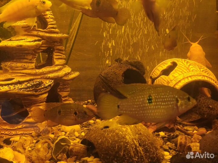 Хромис красавец