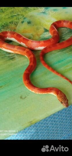Маисовый полоз разных морф 2022г