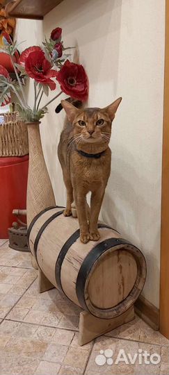 Абиссинский кот