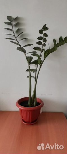 Замиокулькас (Долларовое дерево)