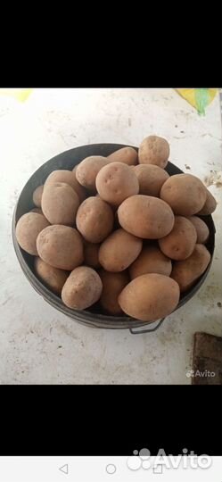 Продам картофель