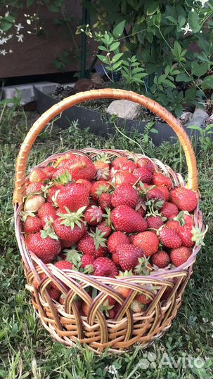 Земклуника ананасовая