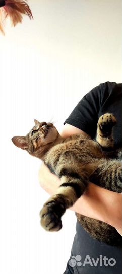 Котики в добрые руки