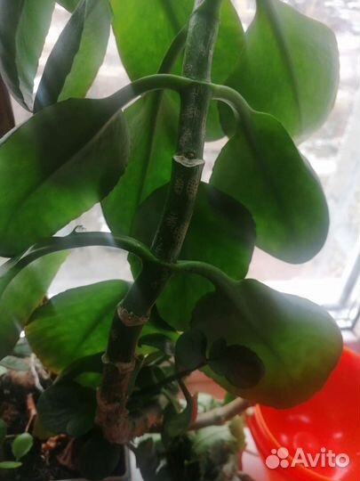 Каланхоэ лечебное, цетущее, отростки