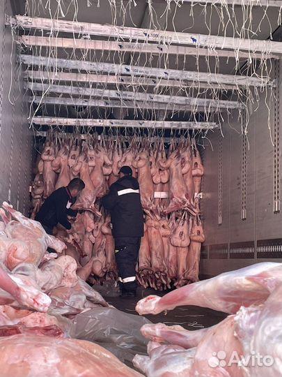 Мясо баранина свежая