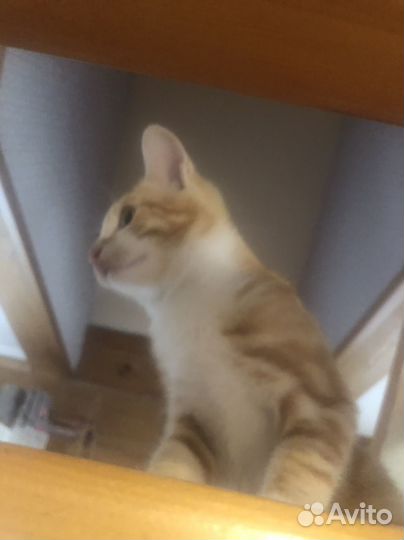 Кот,4 месяца