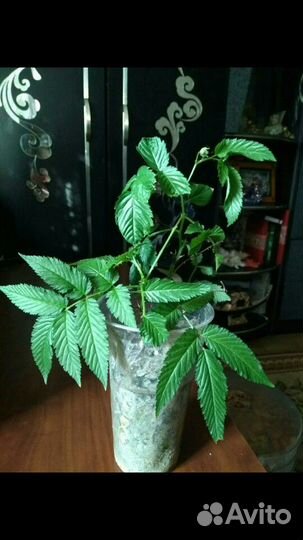 Норвежская малина,гранатная рябина цена в описании