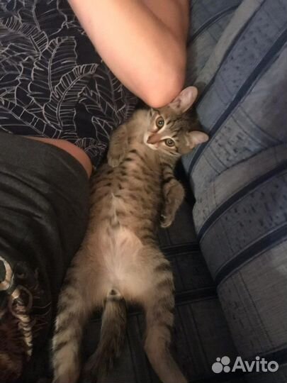 Потерялся кот