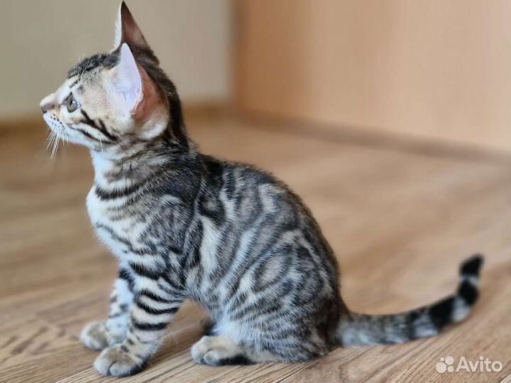 Бенгальские котята
