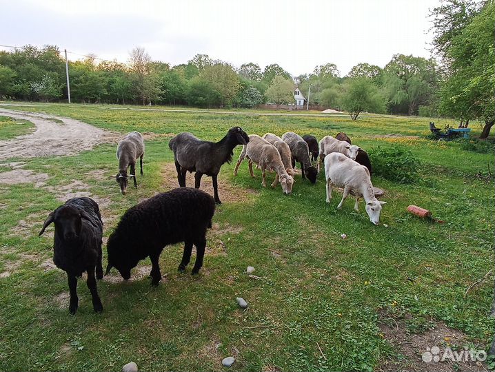 Овцы бараны ягнята