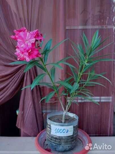 Олеандр махровый