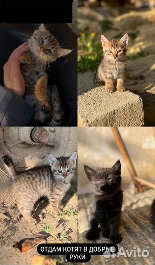 Кошка в дар бесплатно