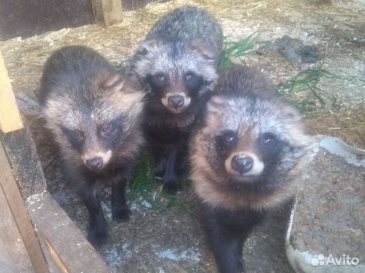 Енотовидная собака