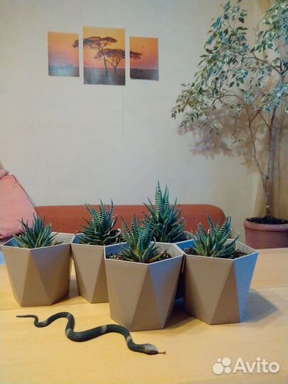 Комнатные растения