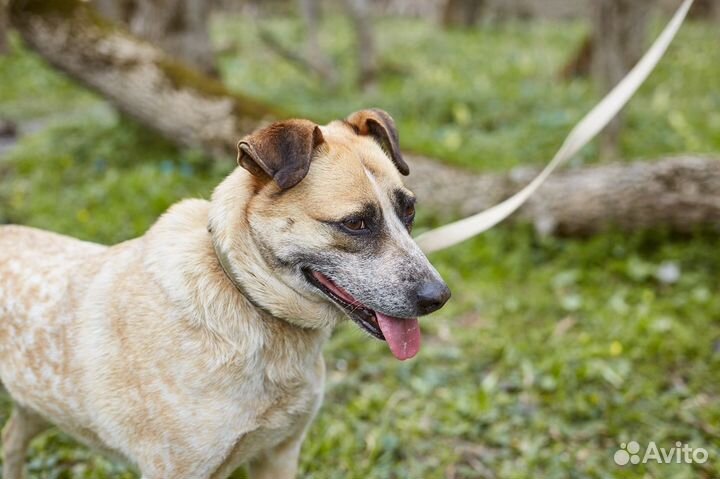 В добрые руки умная собака Ряба