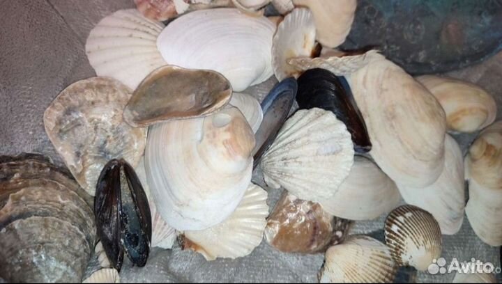 Морские ракушки раковины