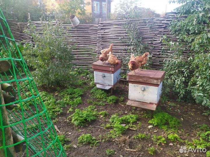 Ульи для пчел бу двух корпусов