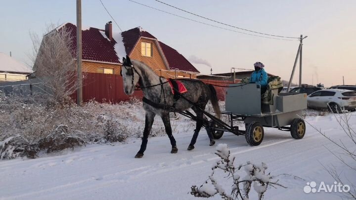 Сани телега для лошади