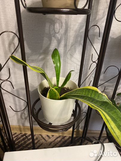 Комнатные растения цветы