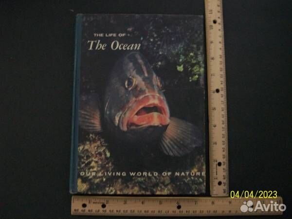 Наш живой мир природы Жизнь океана